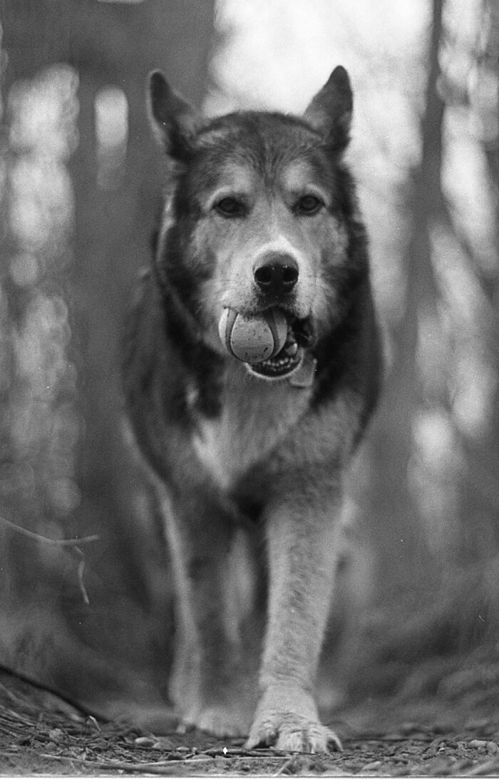 FP4+ 50mm021